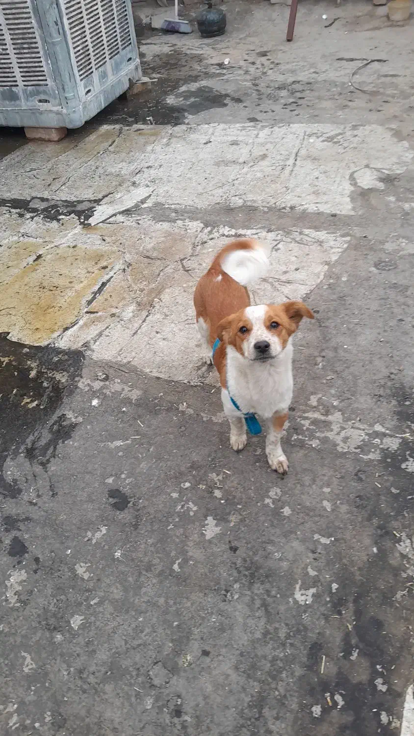 سگ پامر هرکسی خواست درخدمتم|سگ|بروجرد, |دیوار