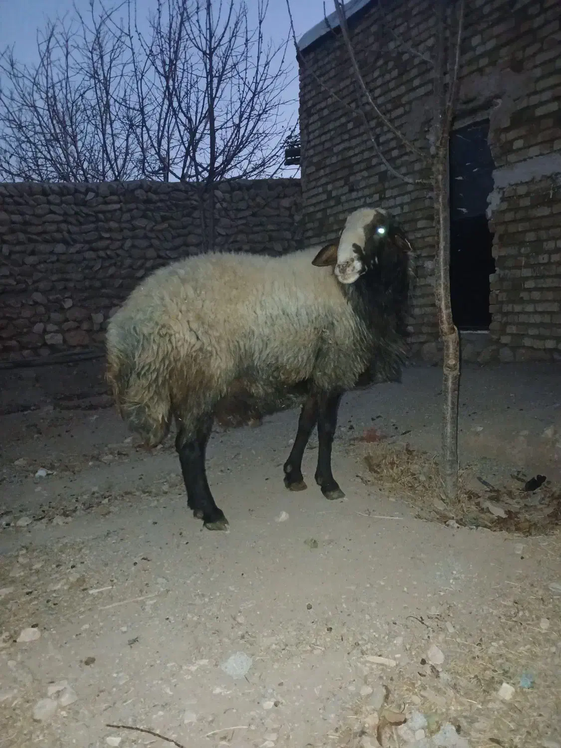 قوچ|حیوانات مزرعه|آبگرم, |دیوار