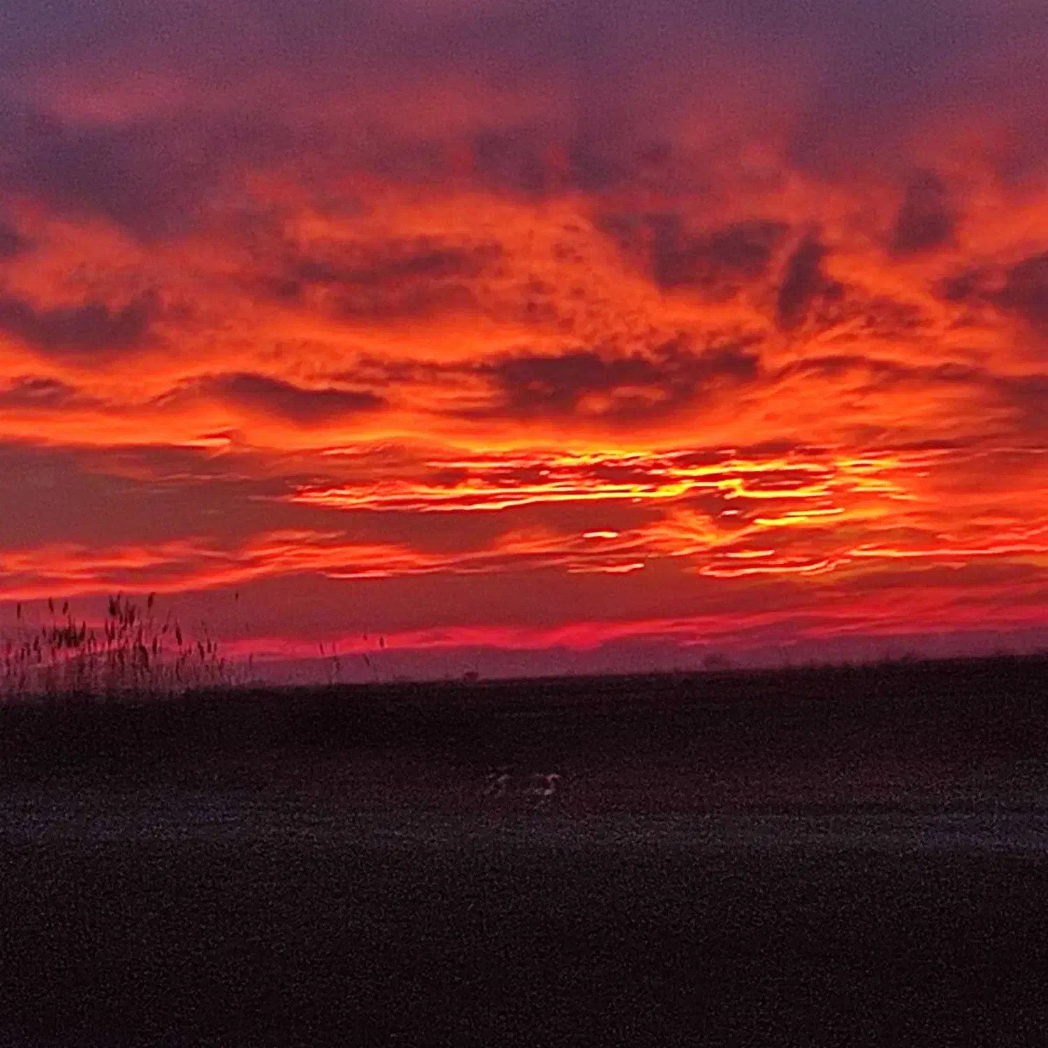 خواستاراجاره زمین کشاورزی هستم.بلند مدت|خدمات باغبانی و درختکاری|پارسآباد, |دیوار