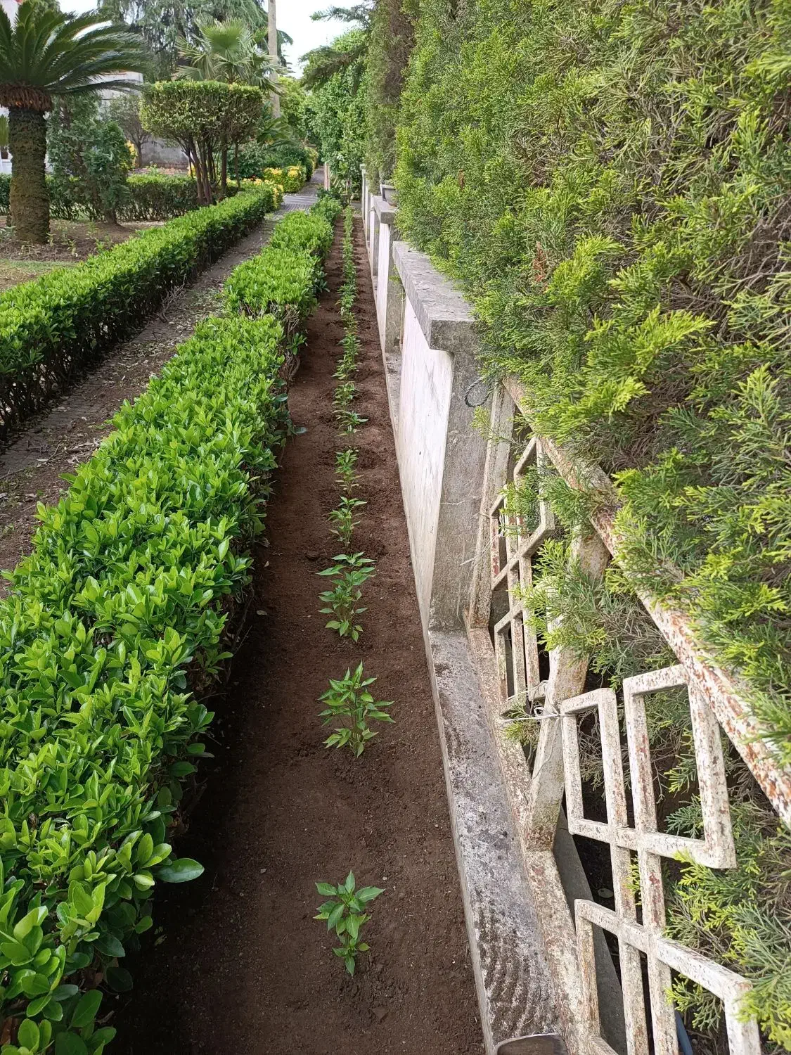 صفر تا صد باغبانی حرفه ای|خدمات باغبانی و درختکاری|بندر انزلی, دهکده ساحلی|دیوار