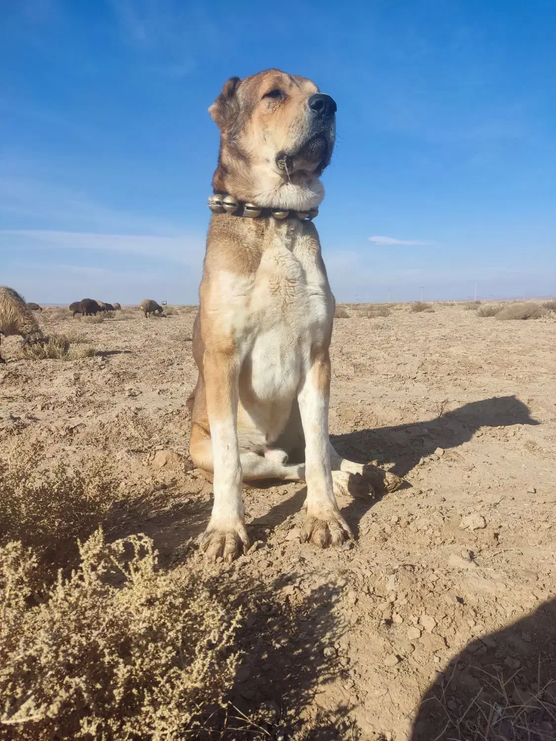 سگ گله ای سن ۴سالشه نیشای بالا شکسته|سگ|سبزوار, توحیدشهر|دیوار