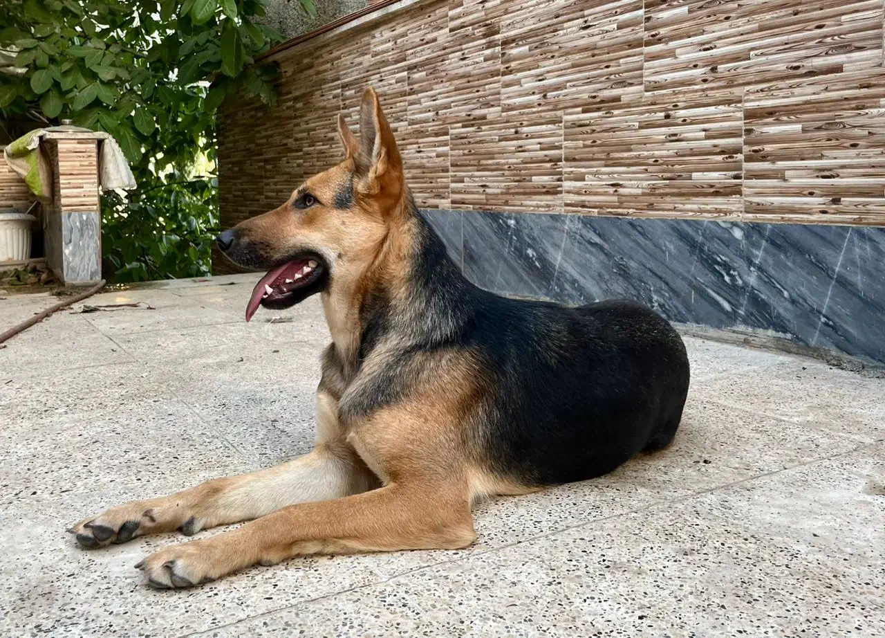 واگذاری سگ ژرمن نگهبان|سگ|هشتگرد, هیو|دیوار