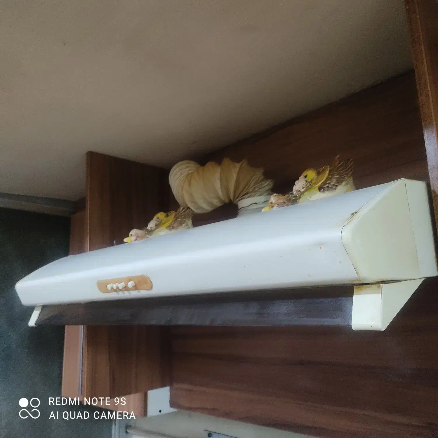 هود بیمکث(bimax)|هود|شیراز, گلدشت معالی‌آباد|دیوار