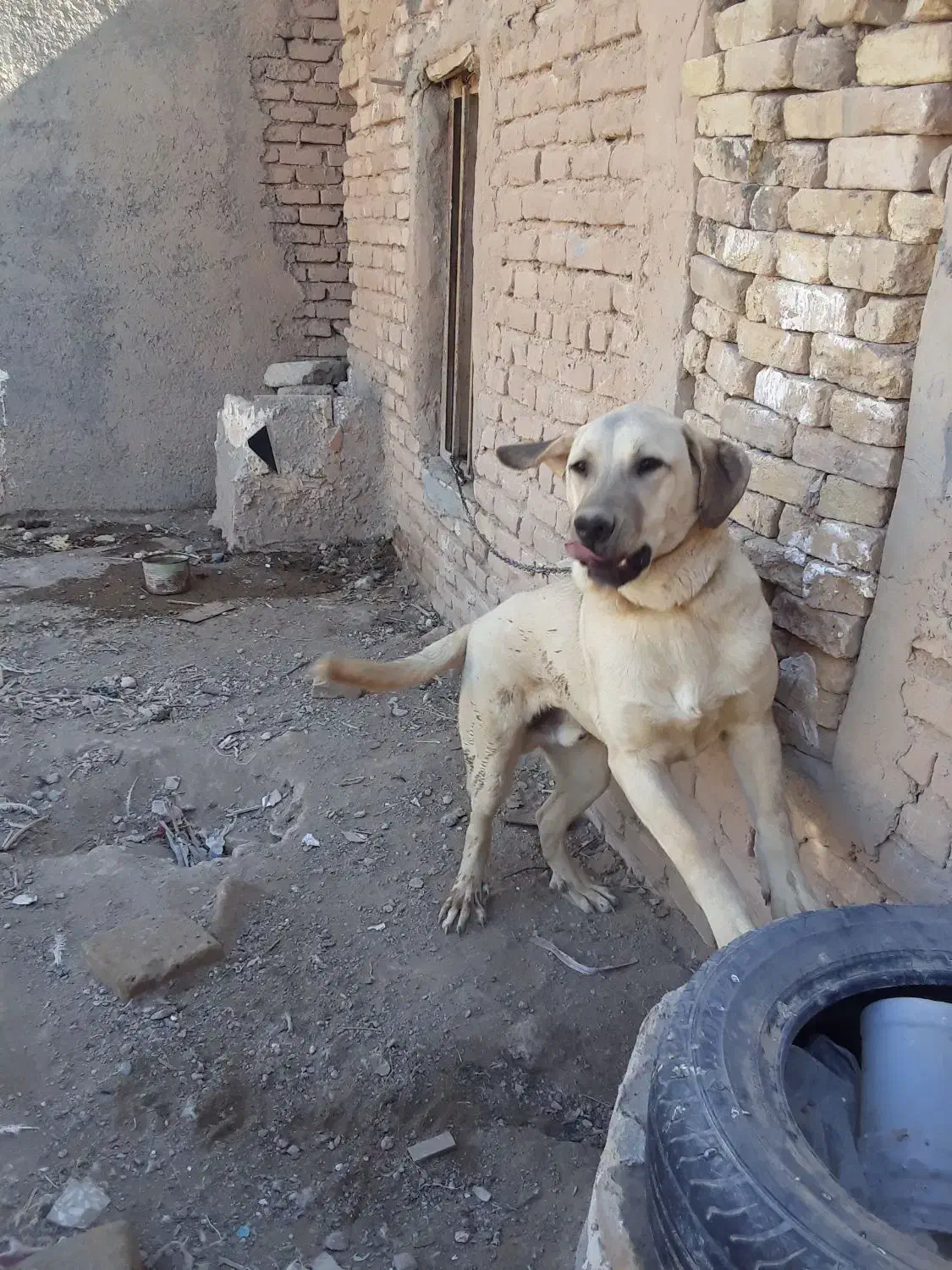 سگ پژدر|سگ|کرمانشاه, |دیوار