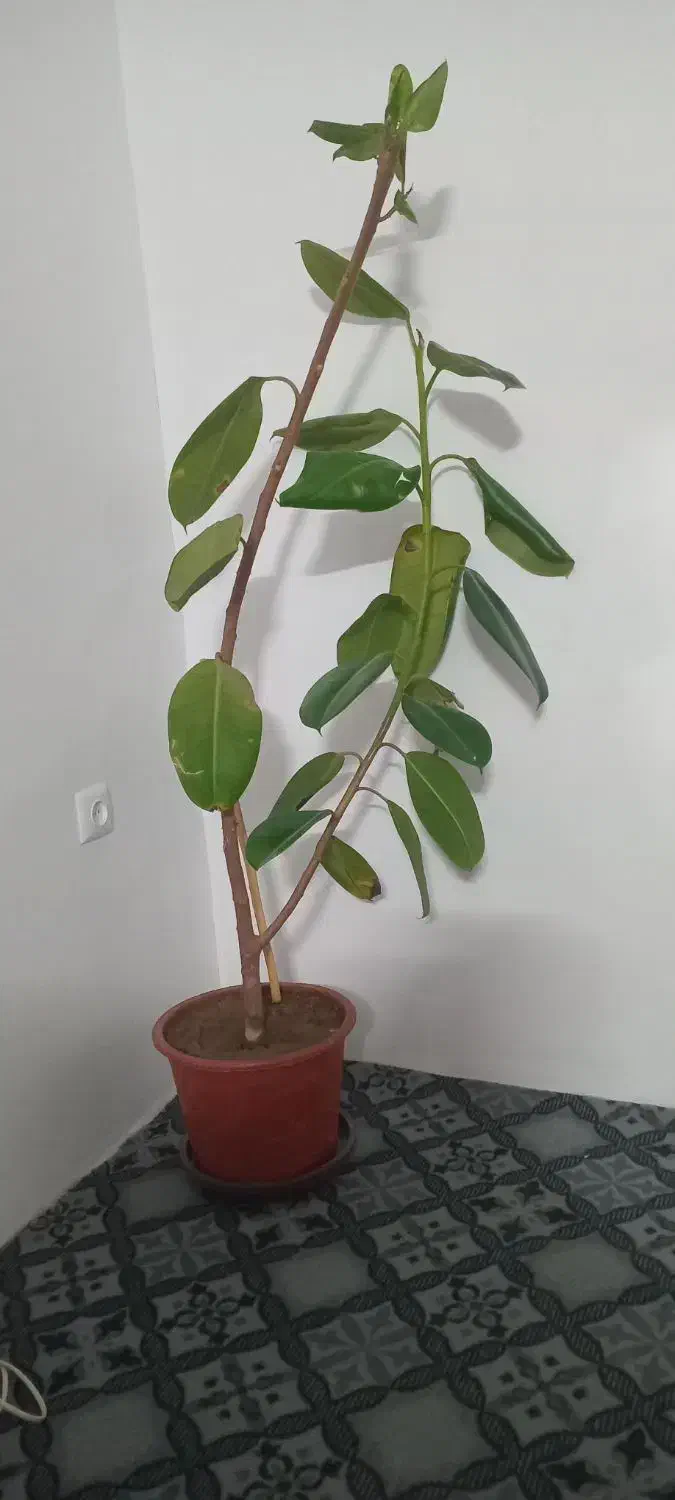 گل گردویی|گل و گیاه طبیعی|خوی, |دیوار