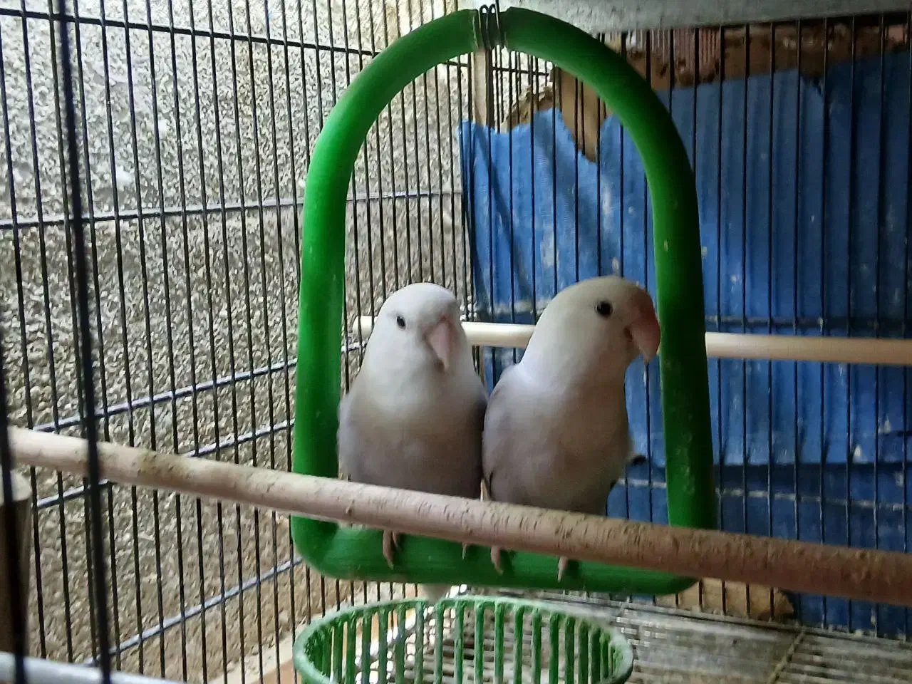 ۲ عدد کوتوله مارال سفید یاسی یک و نیم ساله|پرنده|قم, تولید دارو و یخچال|دیوار