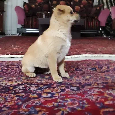 توله سگ پاکوتاه|سگ|زنجان, |دیوار