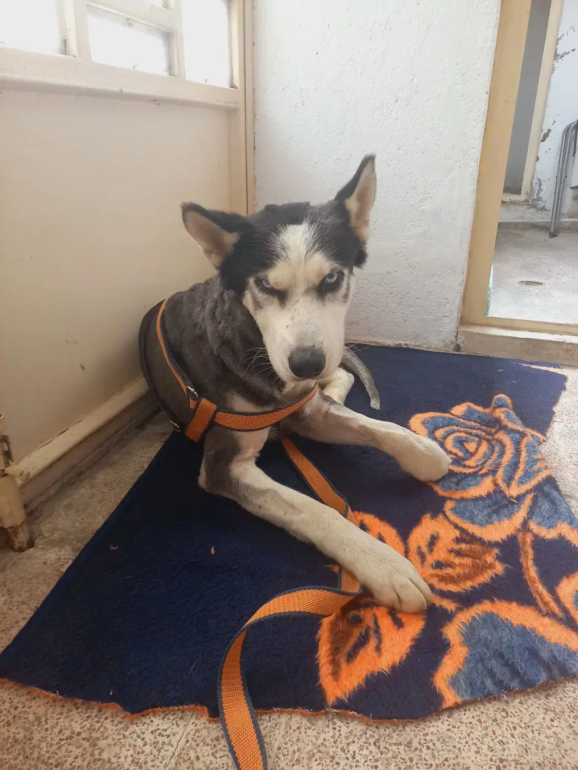 سک نر نژاد هاسکی|سگ|بابل, |دیوار