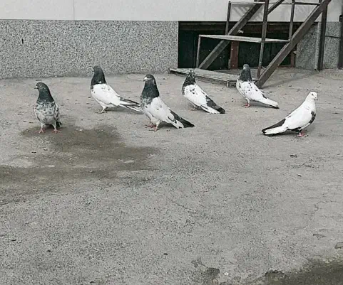 کله دم سبز|پرنده|لالجین, |دیوار