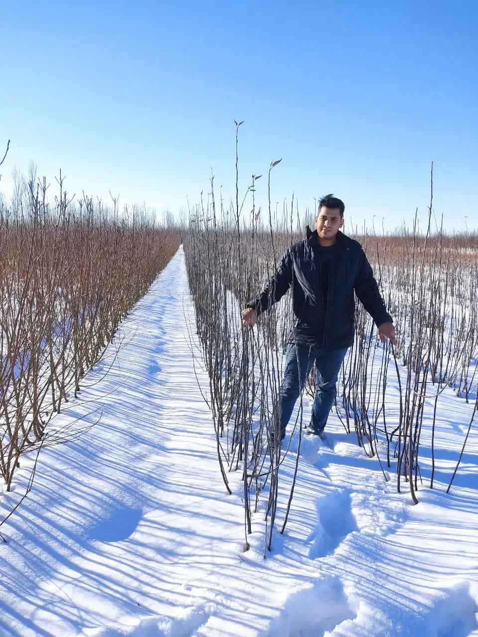 پیوندی وبذری|گل و گیاه طبیعی|سنندج, |دیوار