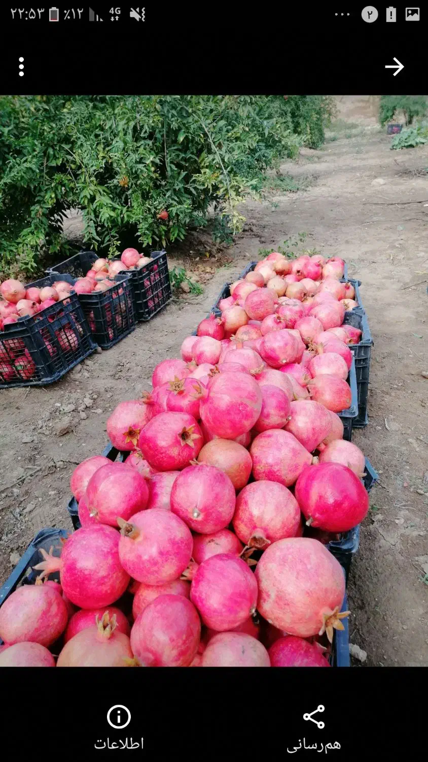 نهال انار ملس|خدمات باغبانی و درختکاری|گرگان, |دیوار