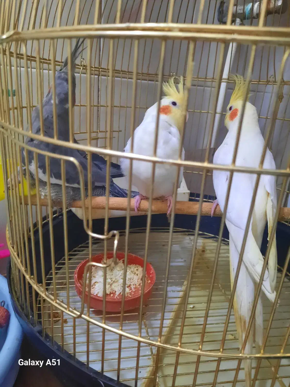 سه عدد عروس هلندی|پرنده|خسروشاه, |دیوار