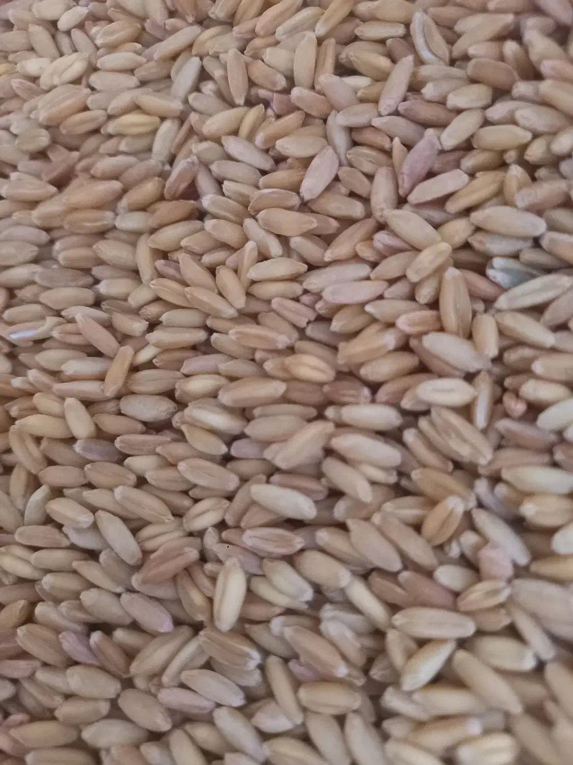 گندم بوجاری|لوازم جانبی حیوانات|ماهدشت, |دیوار