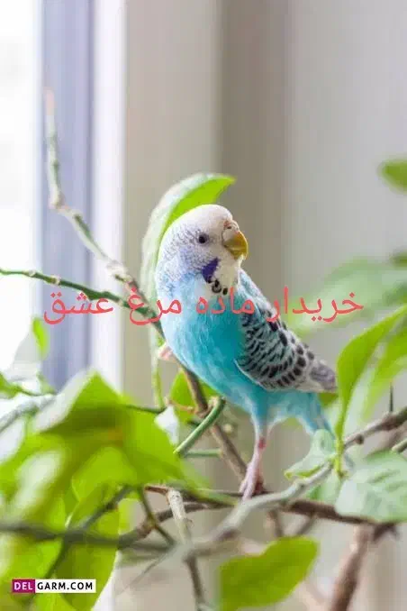 مرغ عشق ماده|پرنده|محلات, |دیوار