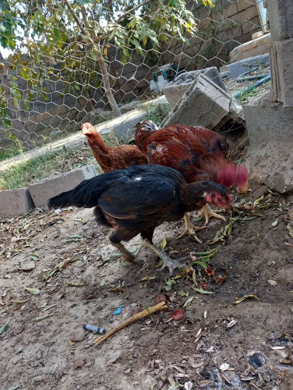 مرغ خروس لاری|حیوانات مزرعه|باخزر, |دیوار