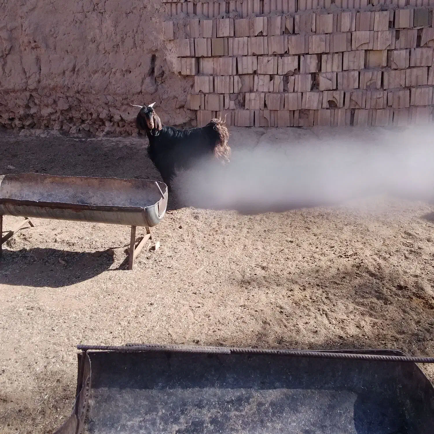 کهره ماده چاق کشتنی|حیوانات مزرعه|میبد, |دیوار