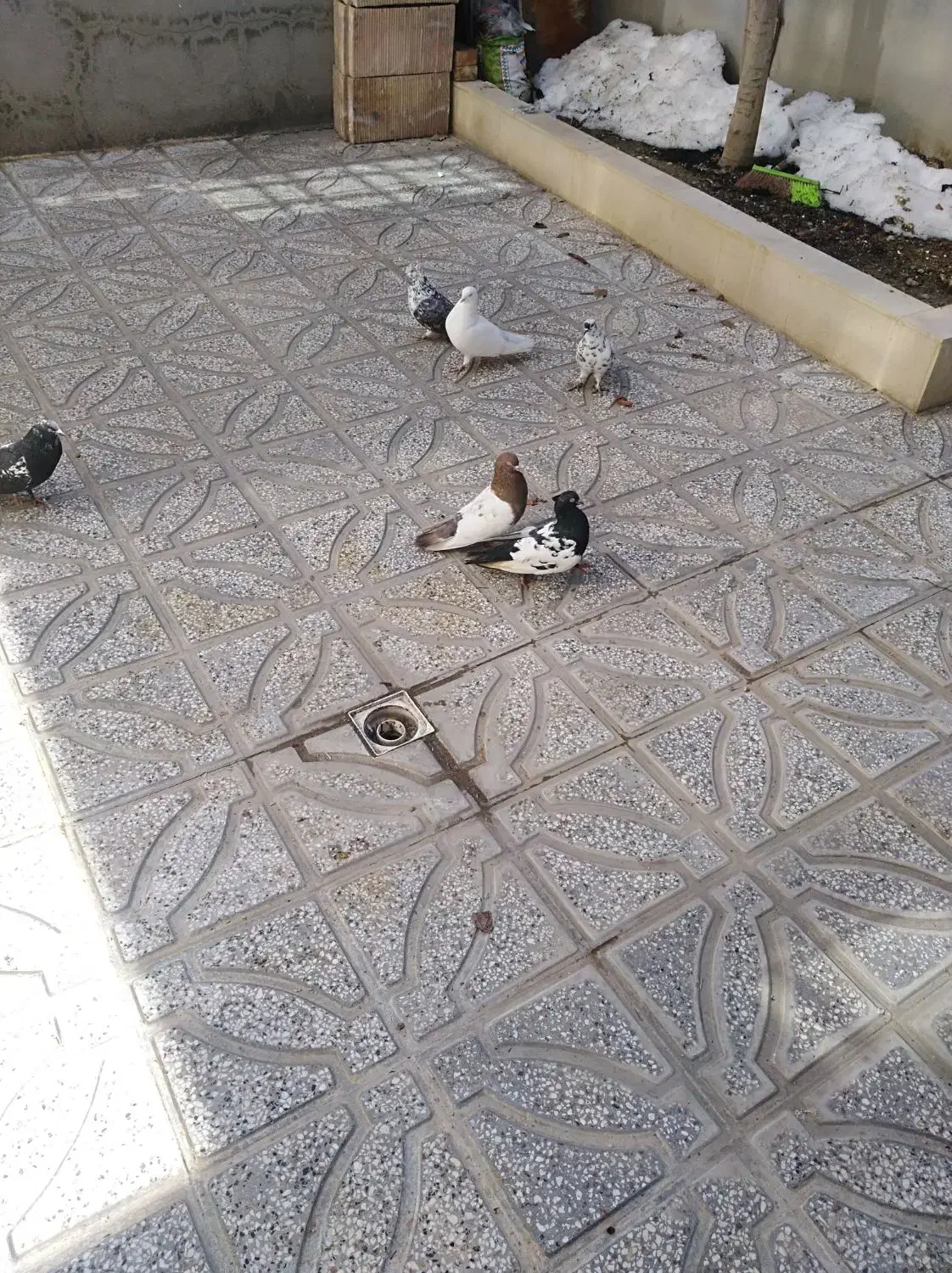 کبوتر پرشی|پرنده|شیروان (خراسان), |دیوار