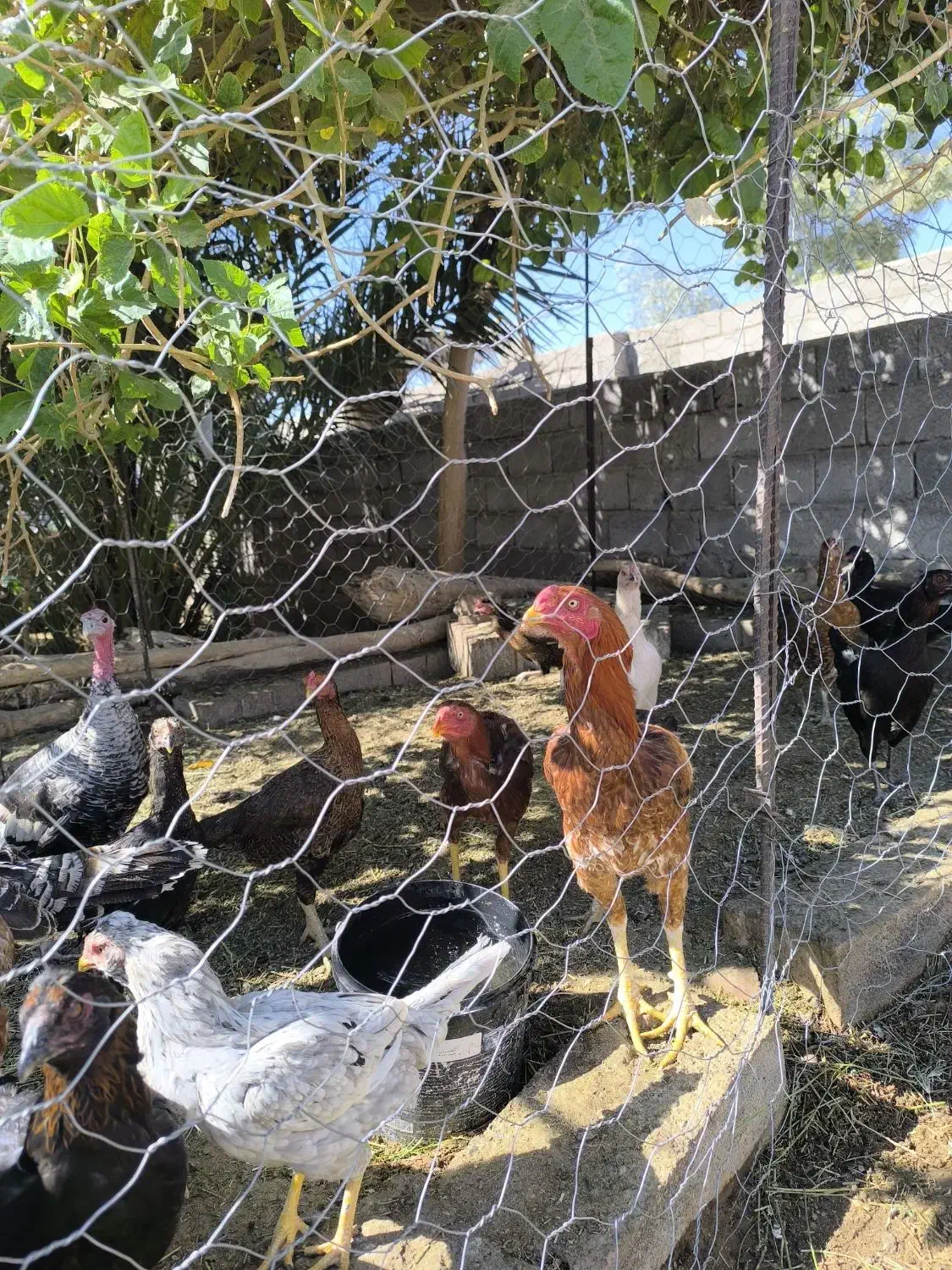 لاری|حیوانات مزرعه|فهرج, |دیوار