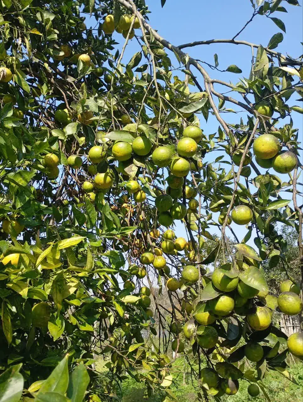 پرتقال محلی|خوردنی و آشامیدنی|رشت, پارک شهر|دیوار