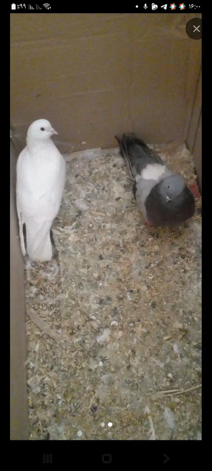 کبوتر۲عدد|پرنده|ارومیه, |دیوار