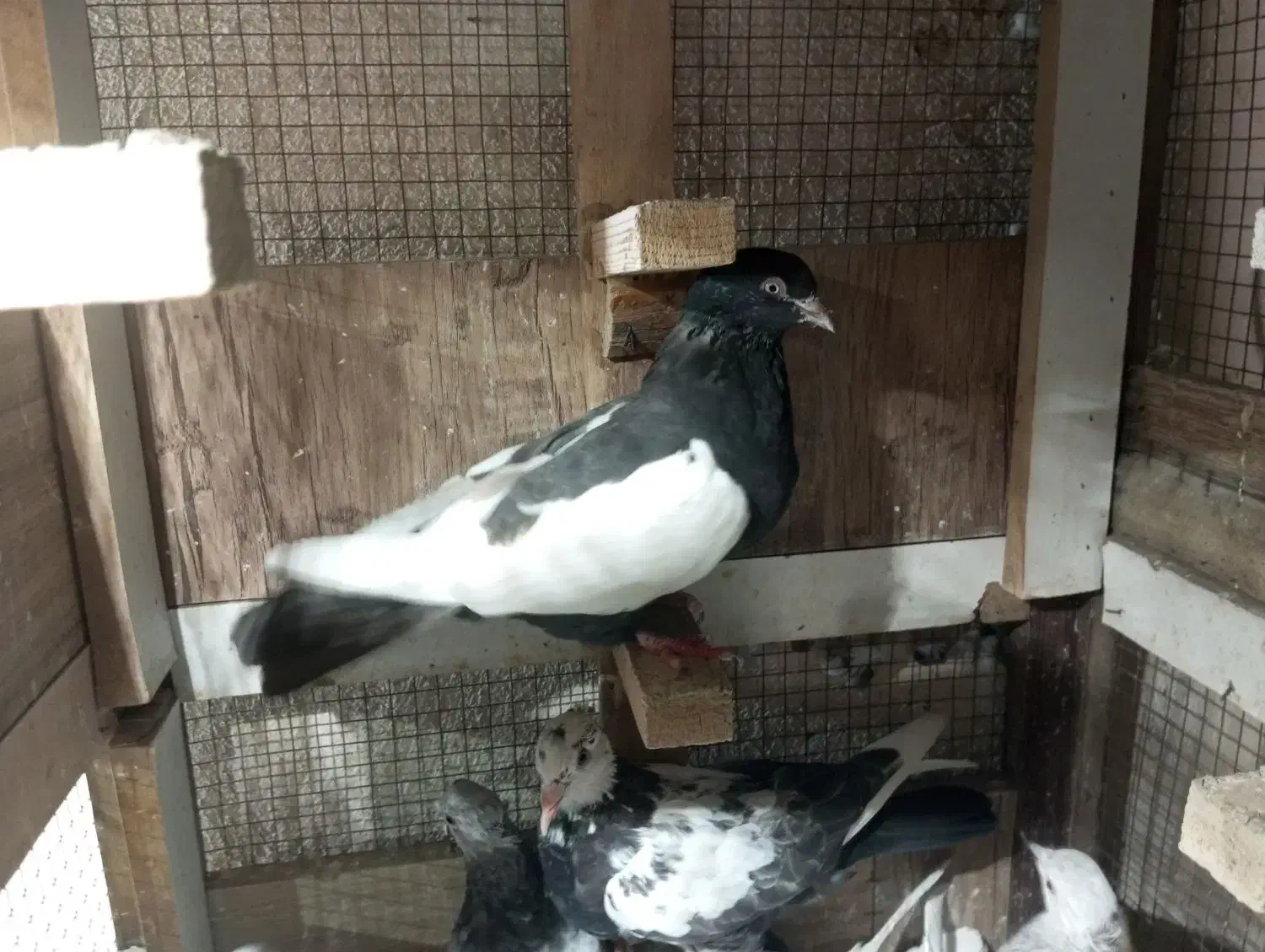 سینه تریاکی|پرنده|شیراز, کوزه گری|دیوار