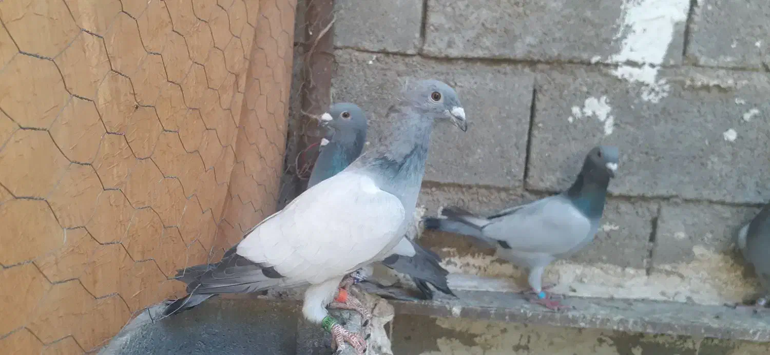 فروش کبوتر سبز ونقره ای بی خط|پرنده|کوهمره, |دیوار