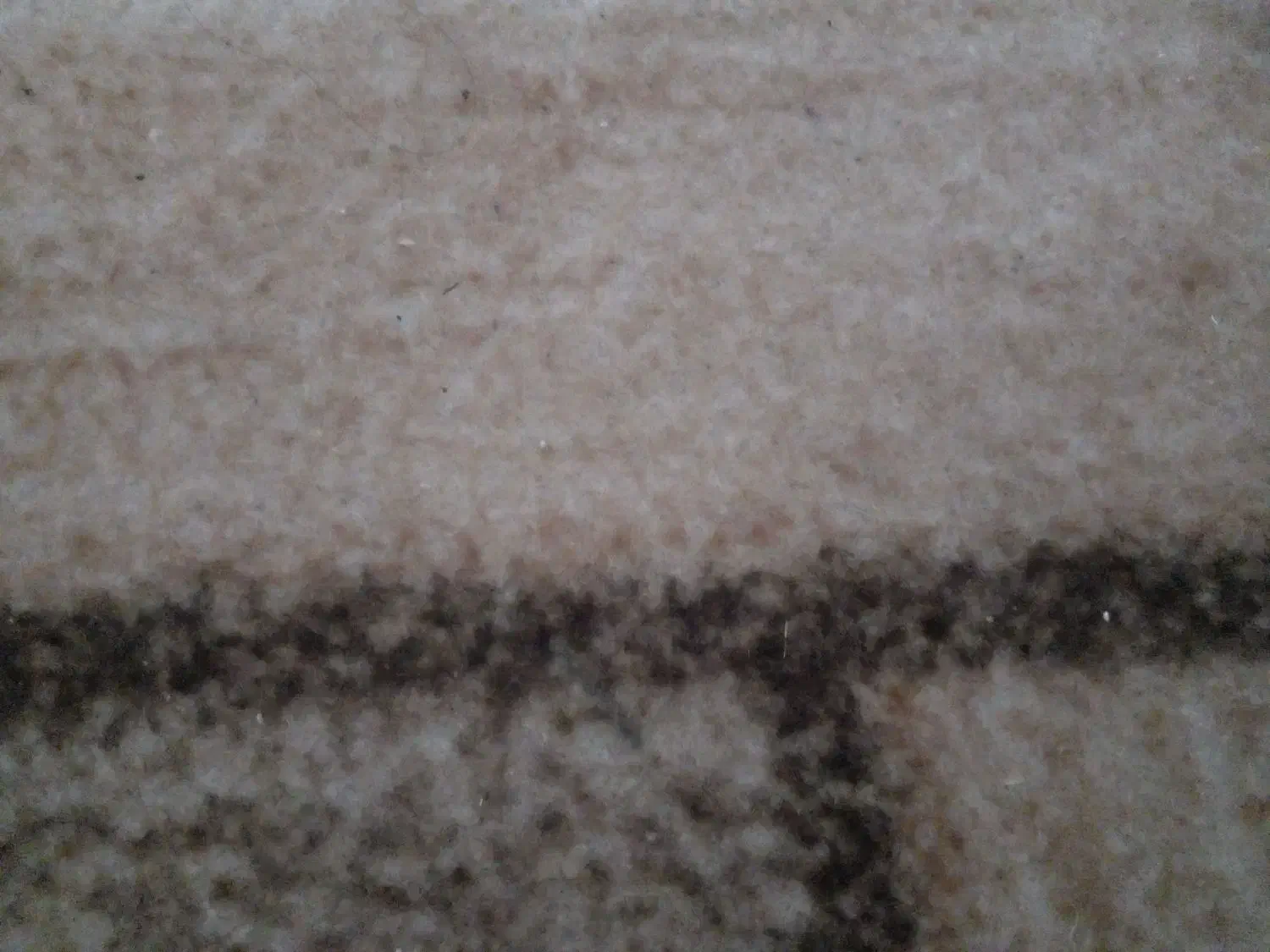 فروش کودکبوتر|لوازم جانبی حیوانات|جیرفت, |دیوار