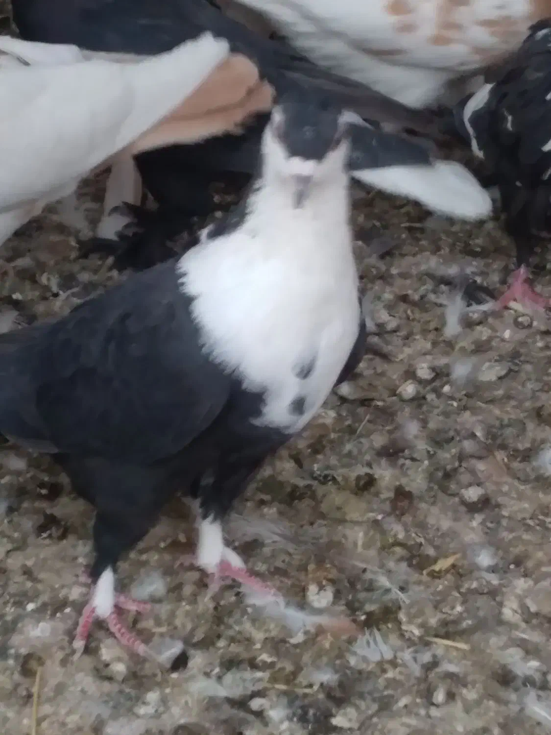 گمشده کفتر سیندق ماده|حیوانات|رفسنجان, |دیوار