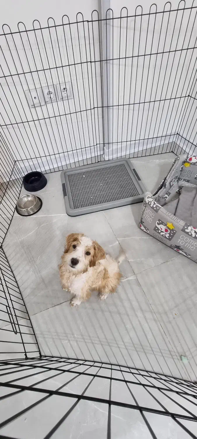 فروش توله پودل|سگ|شیراز, سفیرشمالی|دیوار