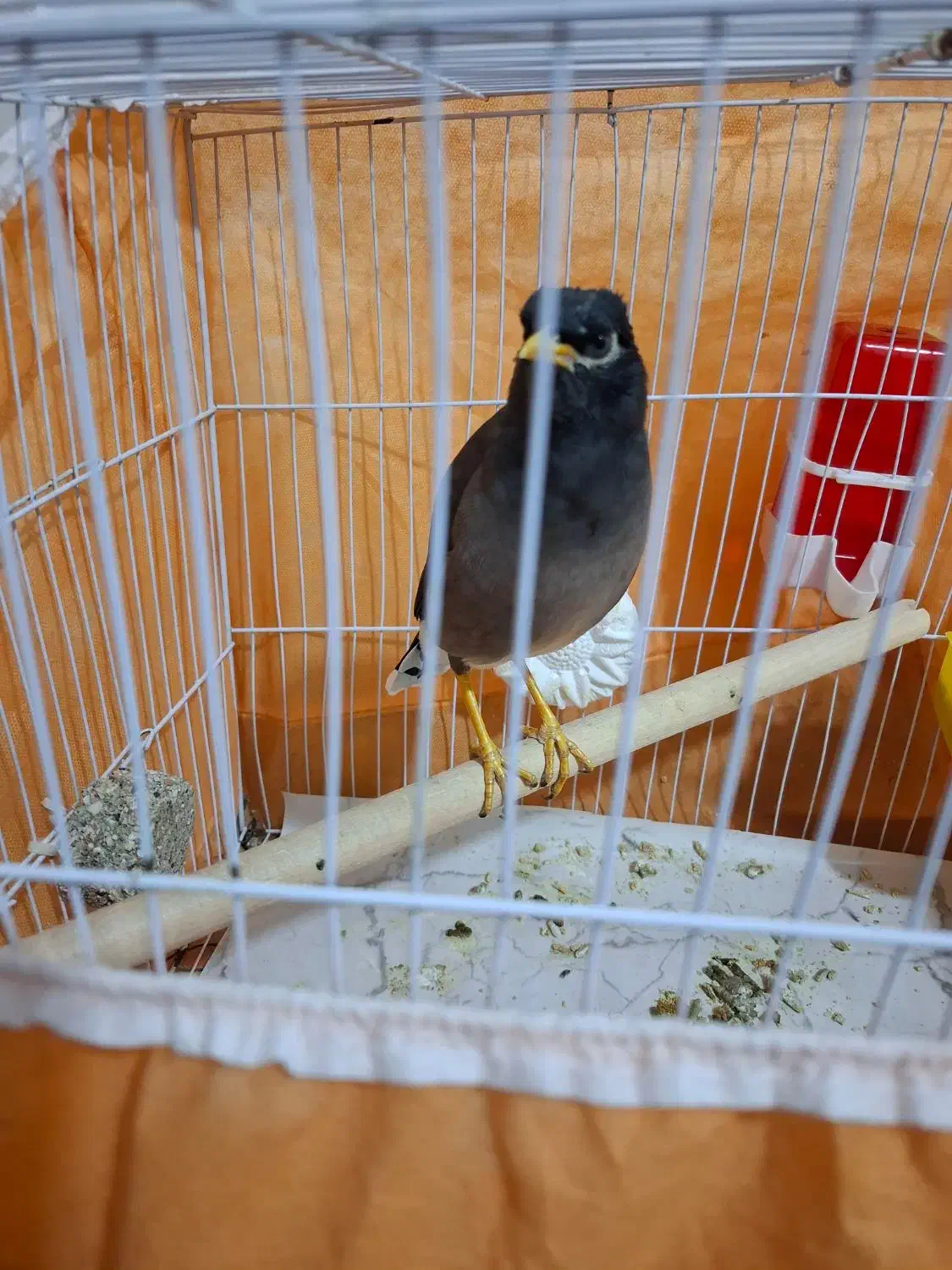 مرغ مینا|پرنده|مشکیندشت, |دیوار