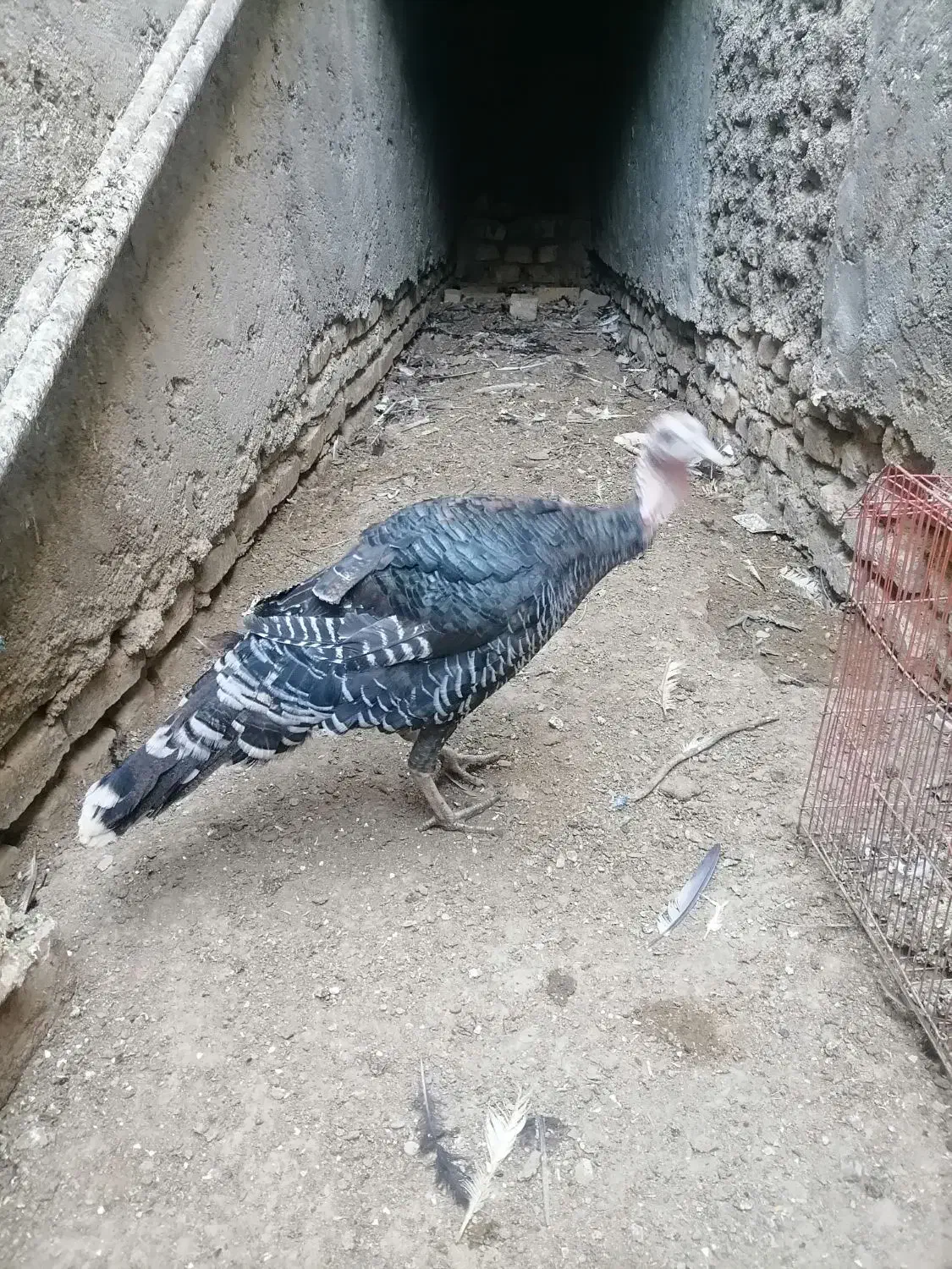 بوقلمون ماده برنز محلی|حیوانات مزرعه|زابل, |دیوار