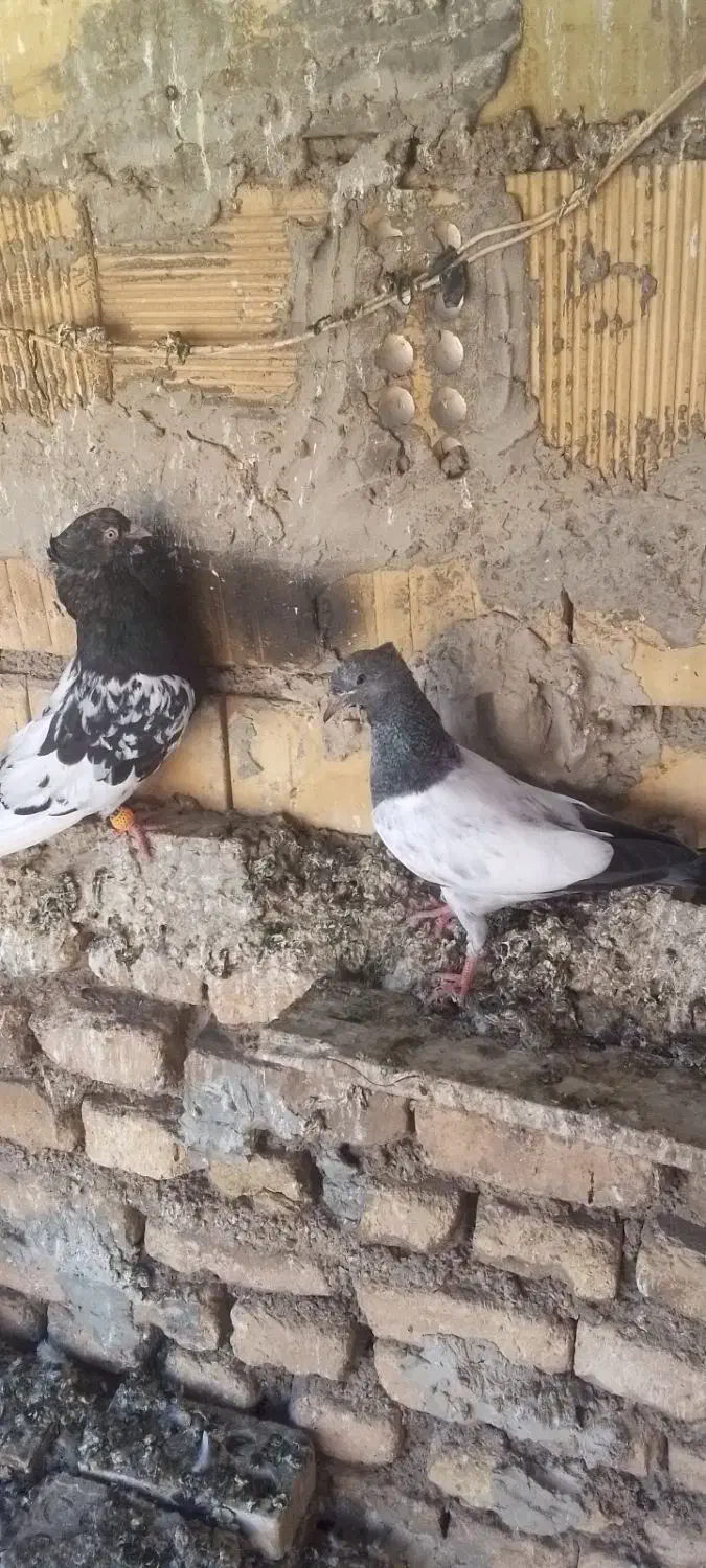 پرنده. طوقی|پرنده|خرمشهر, |دیوار