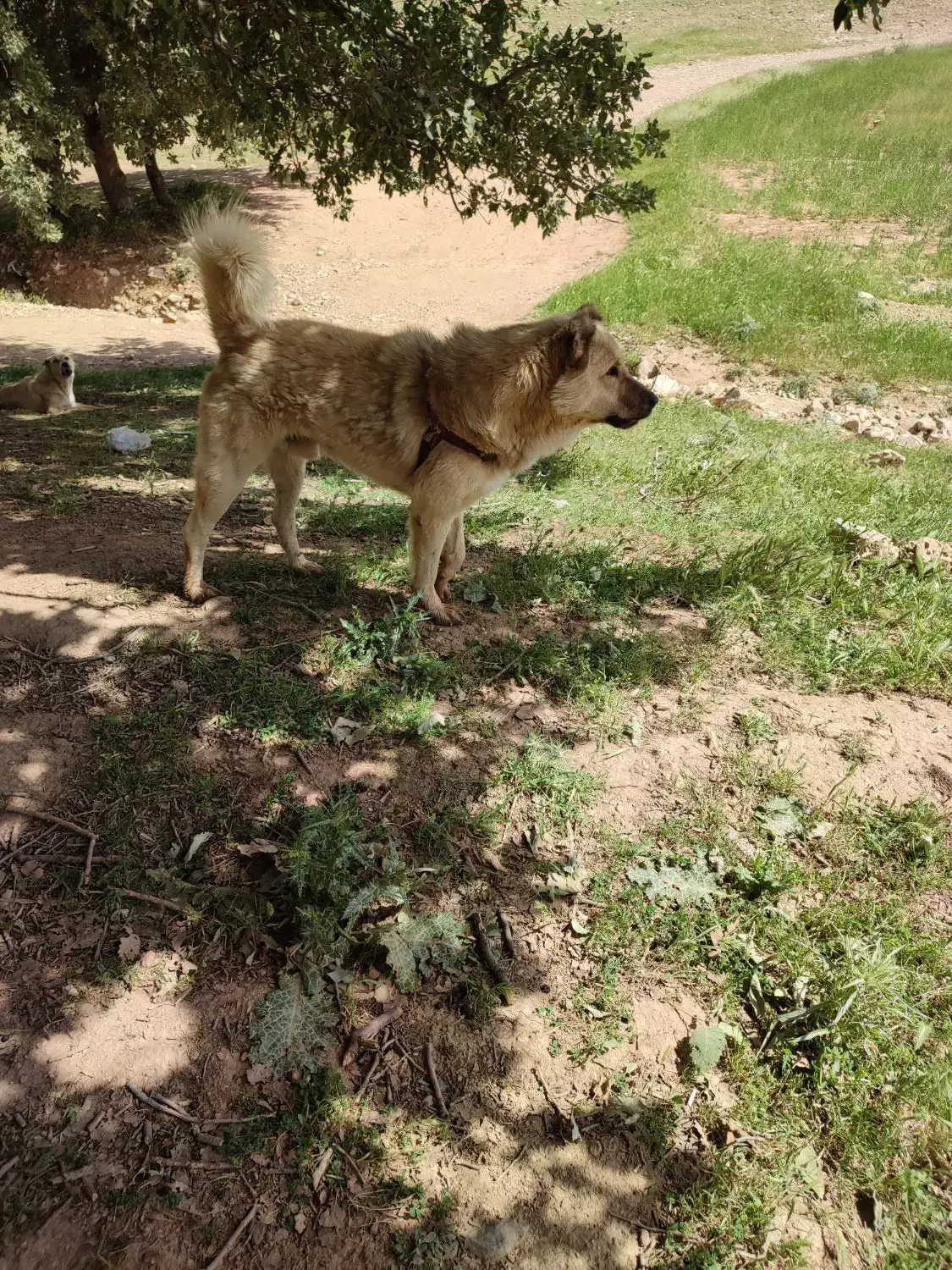 سگ درسگ|سگ|ایوان, |دیوار