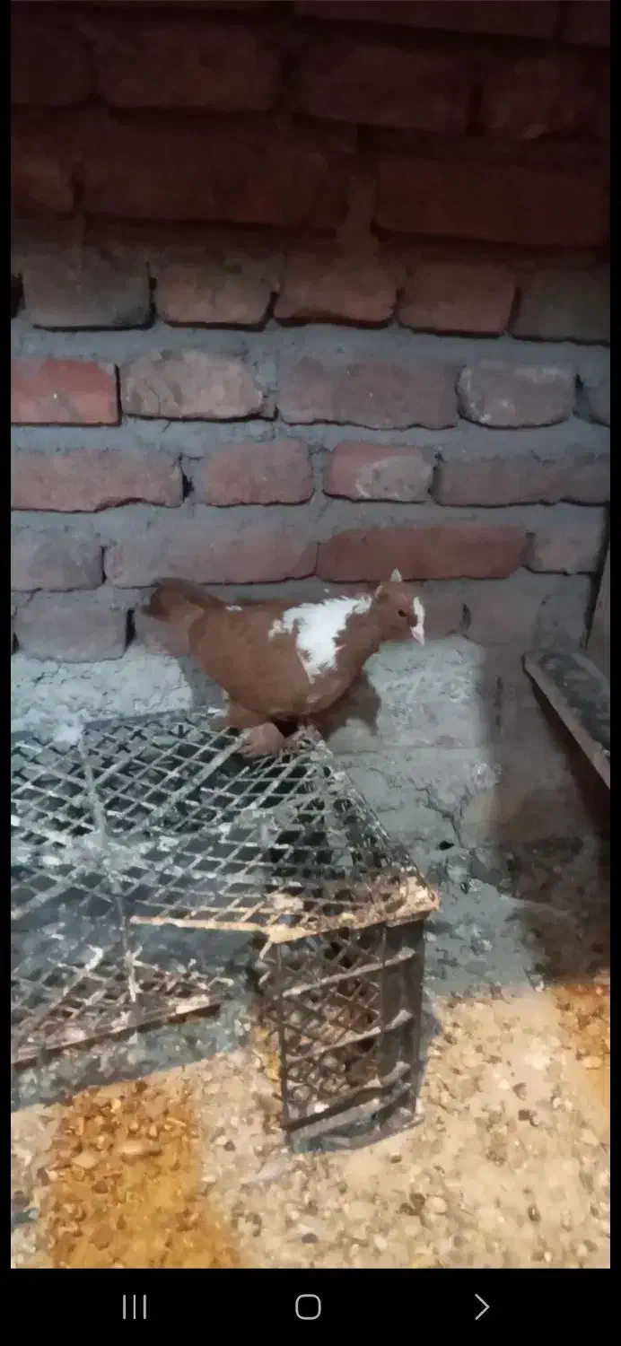 ککیلی|پرنده|اردبیل, |دیوار