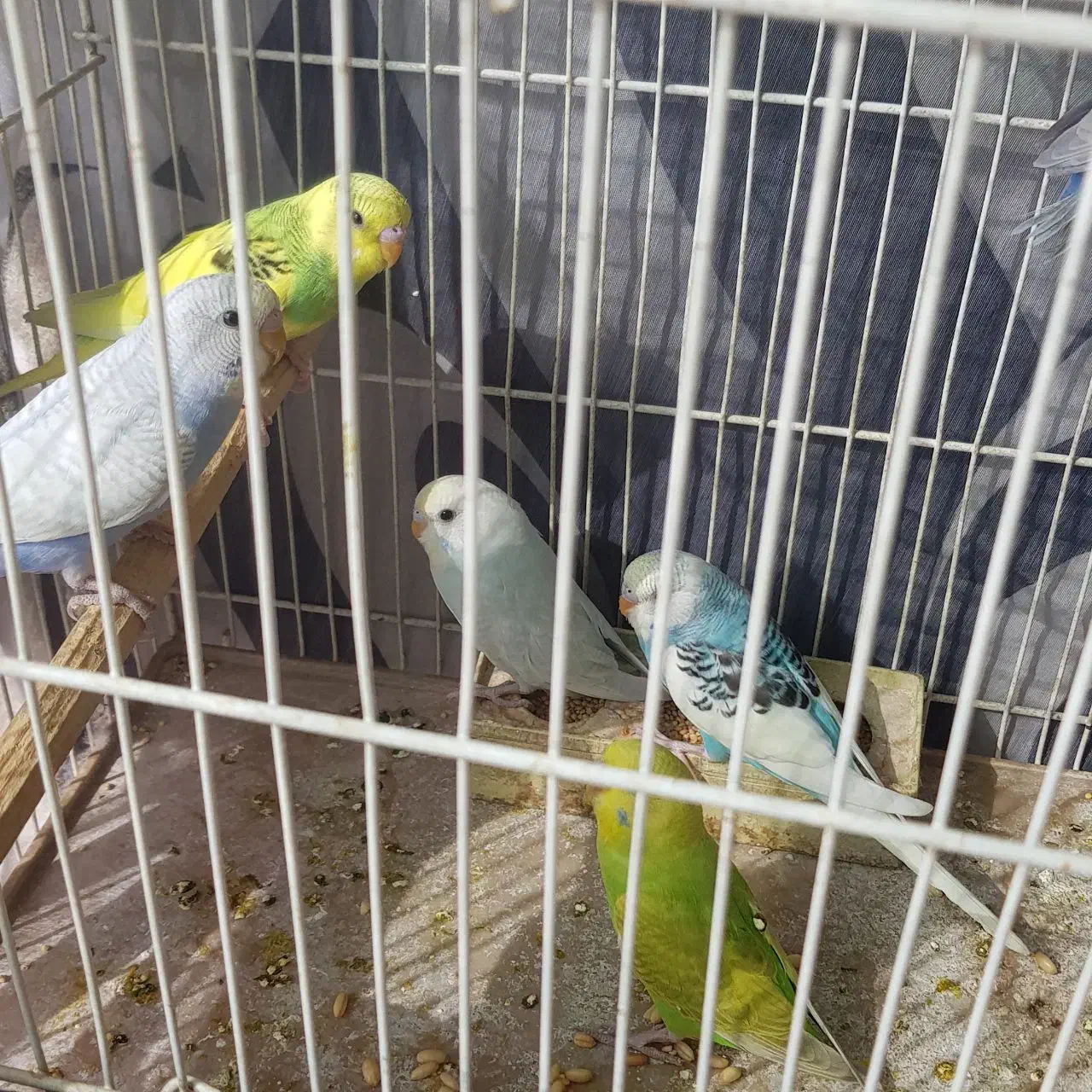 مرغ عشق رنگین کمانی قفس کابینت|پرنده|مشهد, سپاد|دیوار