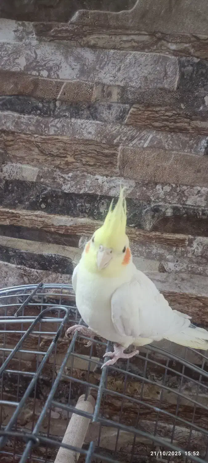 عروس هلندی|پرنده|اصفهان, شهرک میلاد|دیوار