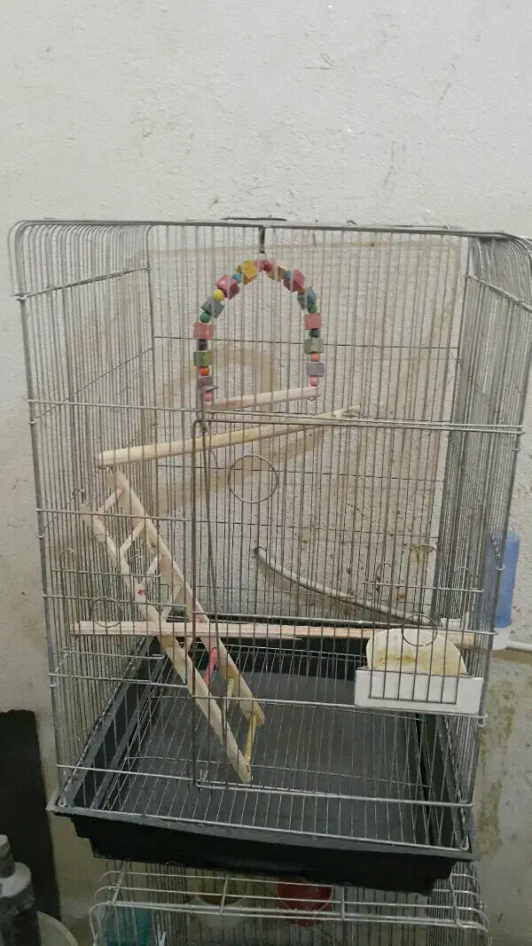 عروس هلندی سرلاکی البینو شاه طوطی قفس پرنده.خریدار|پرنده|کرج, حصارک بالا|دیوار