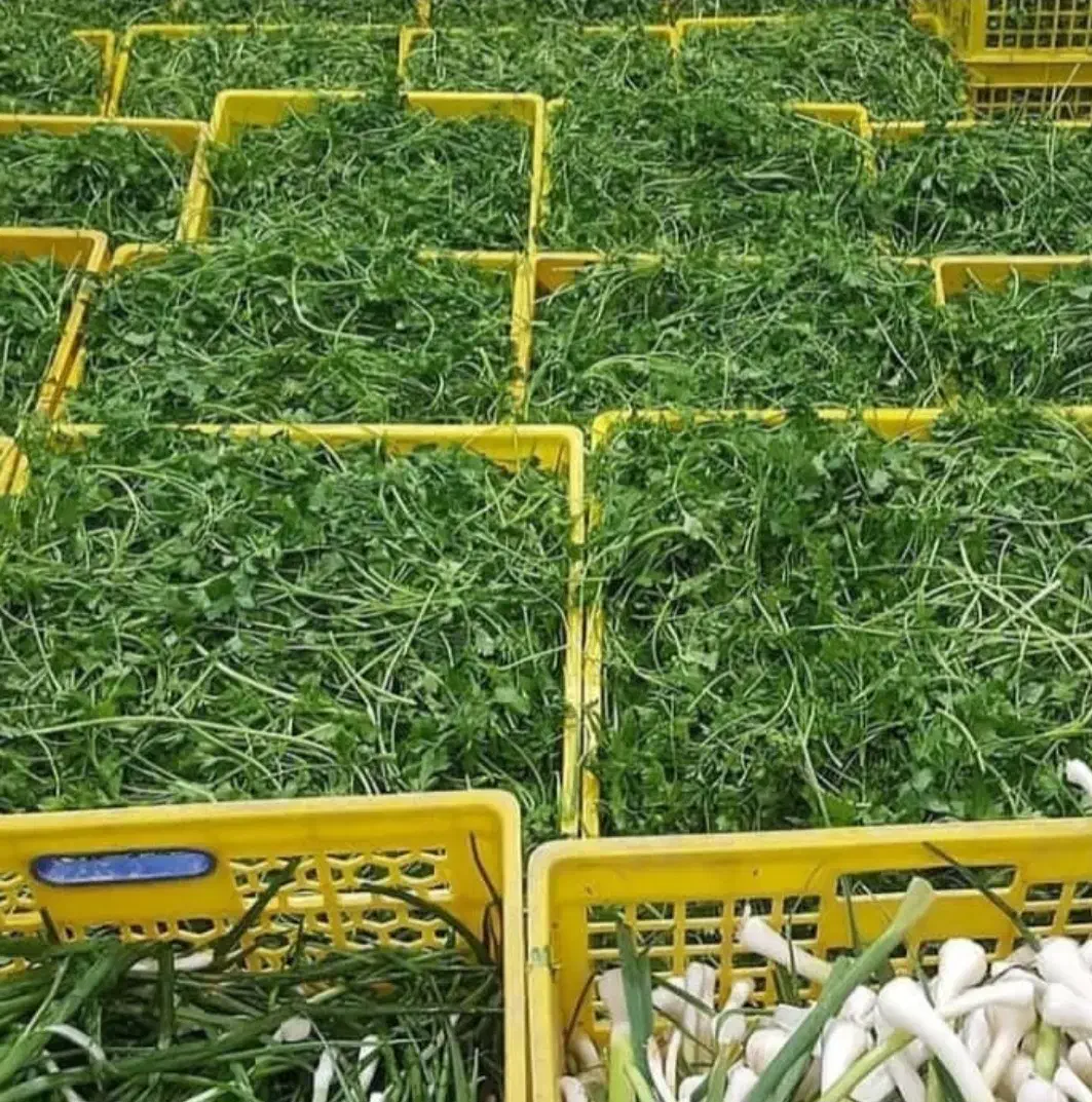 پخش سبزی پاک و شسته شده|خوردنی و آشامیدنی|ری, هاشمآباد|دیوار