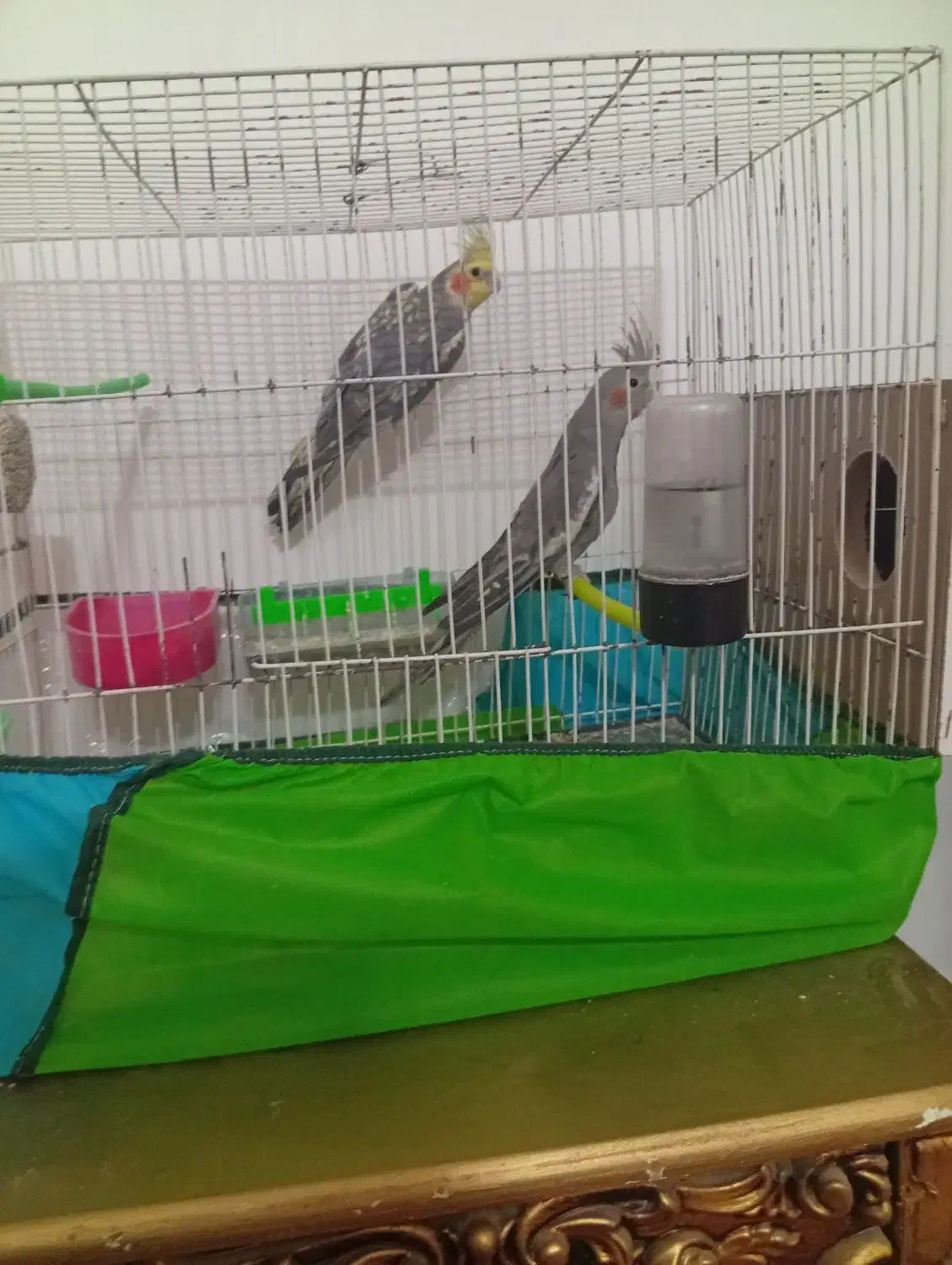 عروس هلندی جفت|پرنده|تربت جام, علوی|دیوار