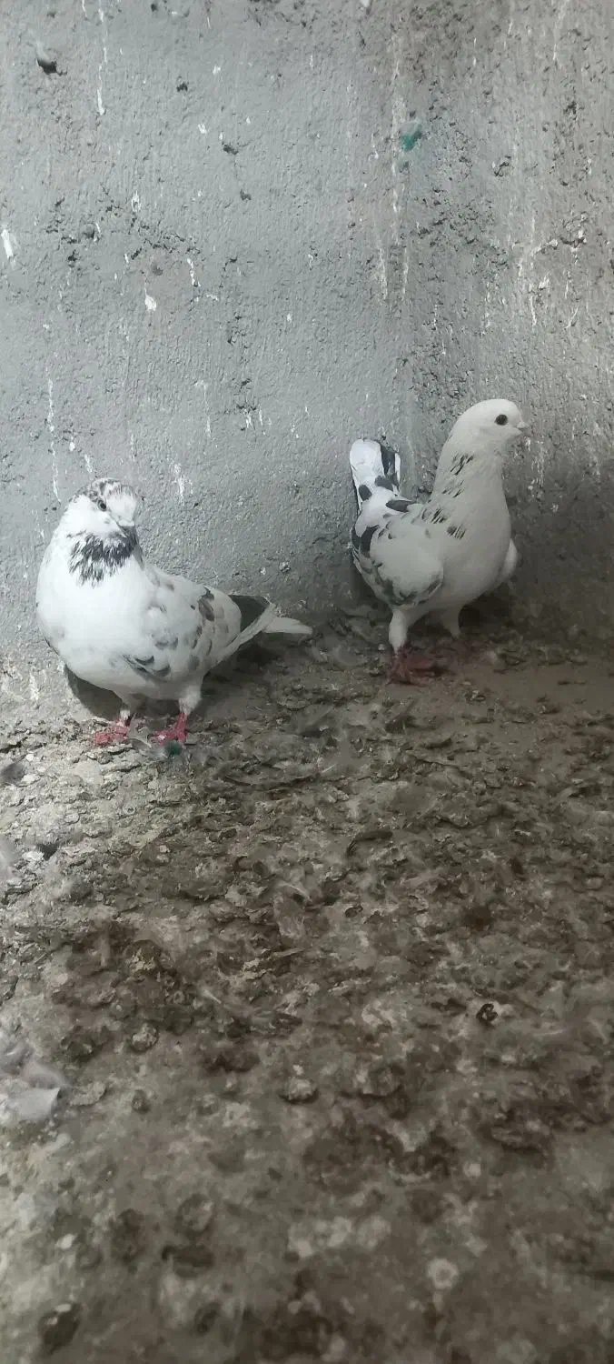 حیوانات|پرنده|بندر ترکمن, |دیوار