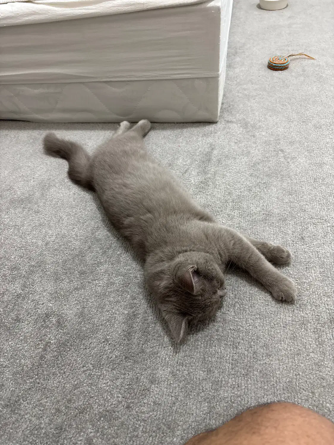 گربه بریتیش رنگ لیلاک|گربه|بندرعباس, |دیوار