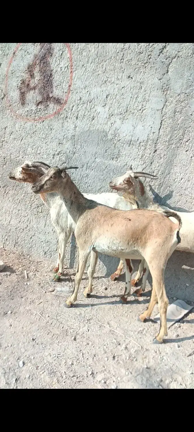 بز سه عدد|حیوانات مزرعه|بندرعباس, |دیوار
