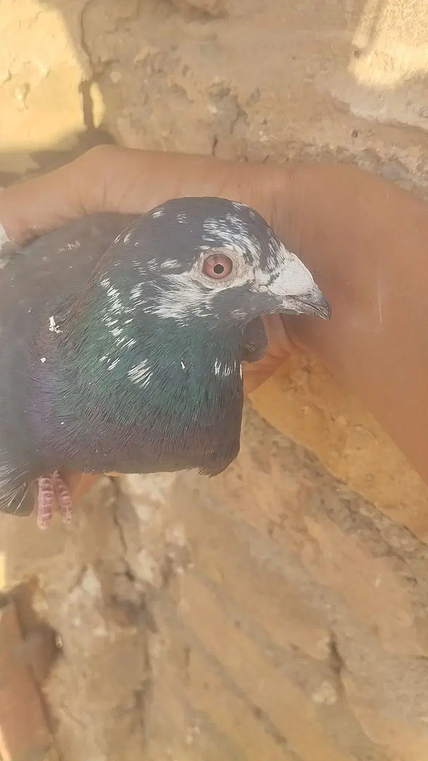 نر کفتر نسل سینه سفید بزن بهادر|پرنده|نیمبلوک, |دیوار