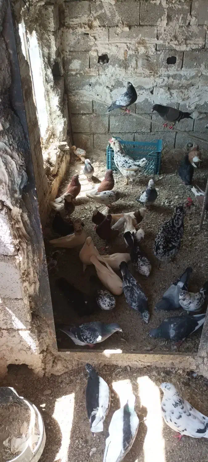کفتر|پرنده|ماهدشت, |دیوار