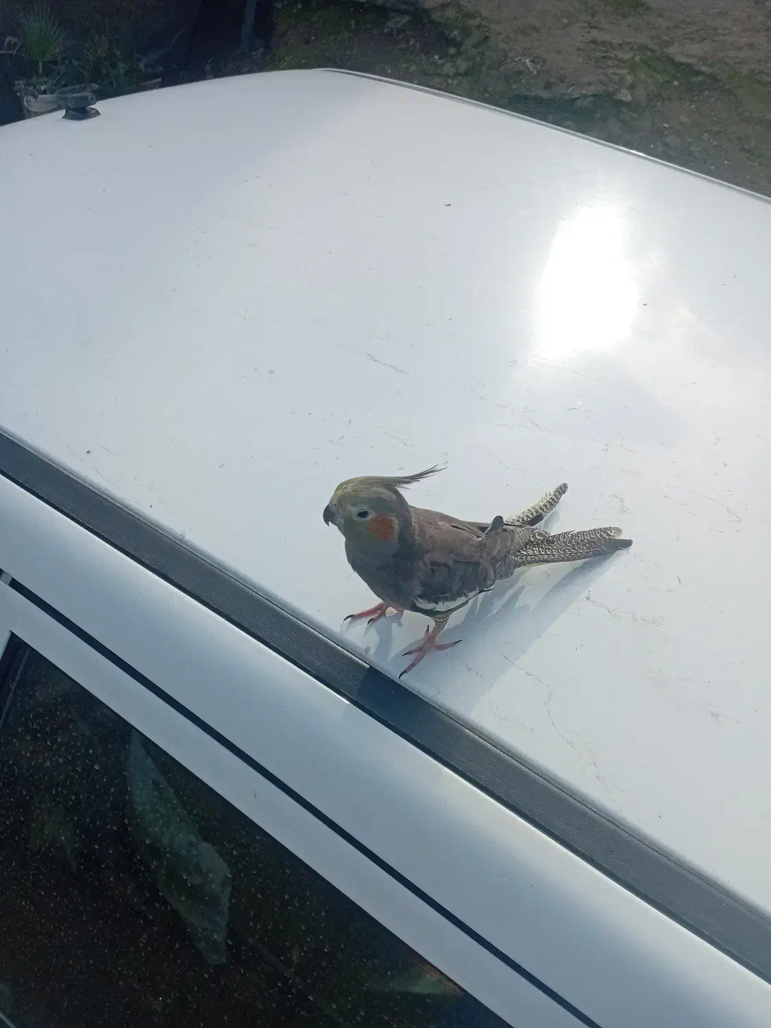 عروس هلندی|پرنده|رحیم‌آباد, |دیوار