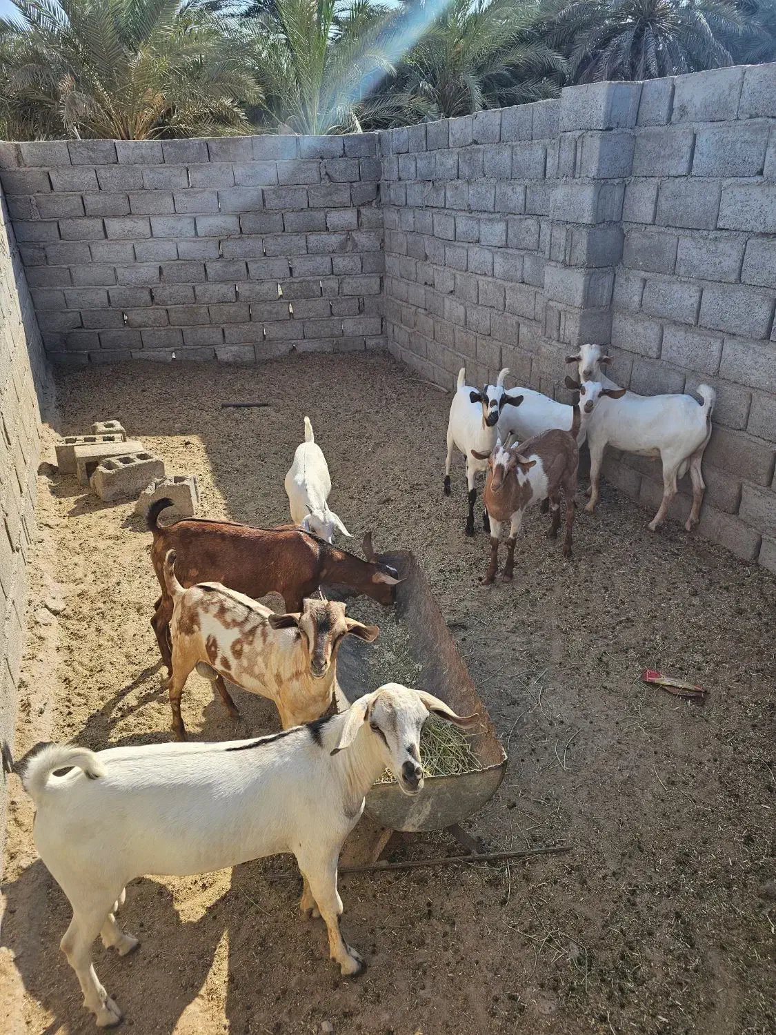 تعدادی کهره نر چاق پلم|حیوانات مزرعه|مهران (هرمزگان), |دیوار