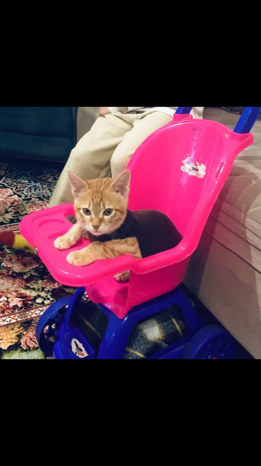 واگذاری بچه گربه dsh|گربه|ایلام, |دیوار