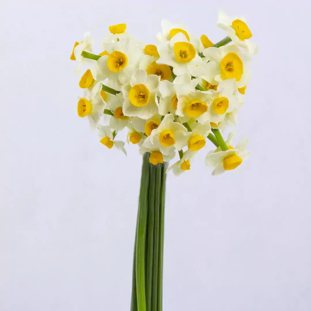 گل نرگس|گل و گیاه طبیعی|نهاوند, |دیوار