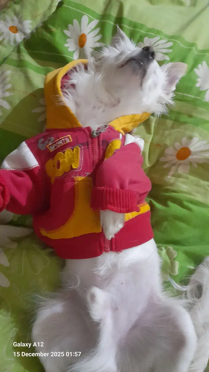 کمک رسانی به حیوانات|فعالیت داوطلبانه|خسروشاه, |دیوار