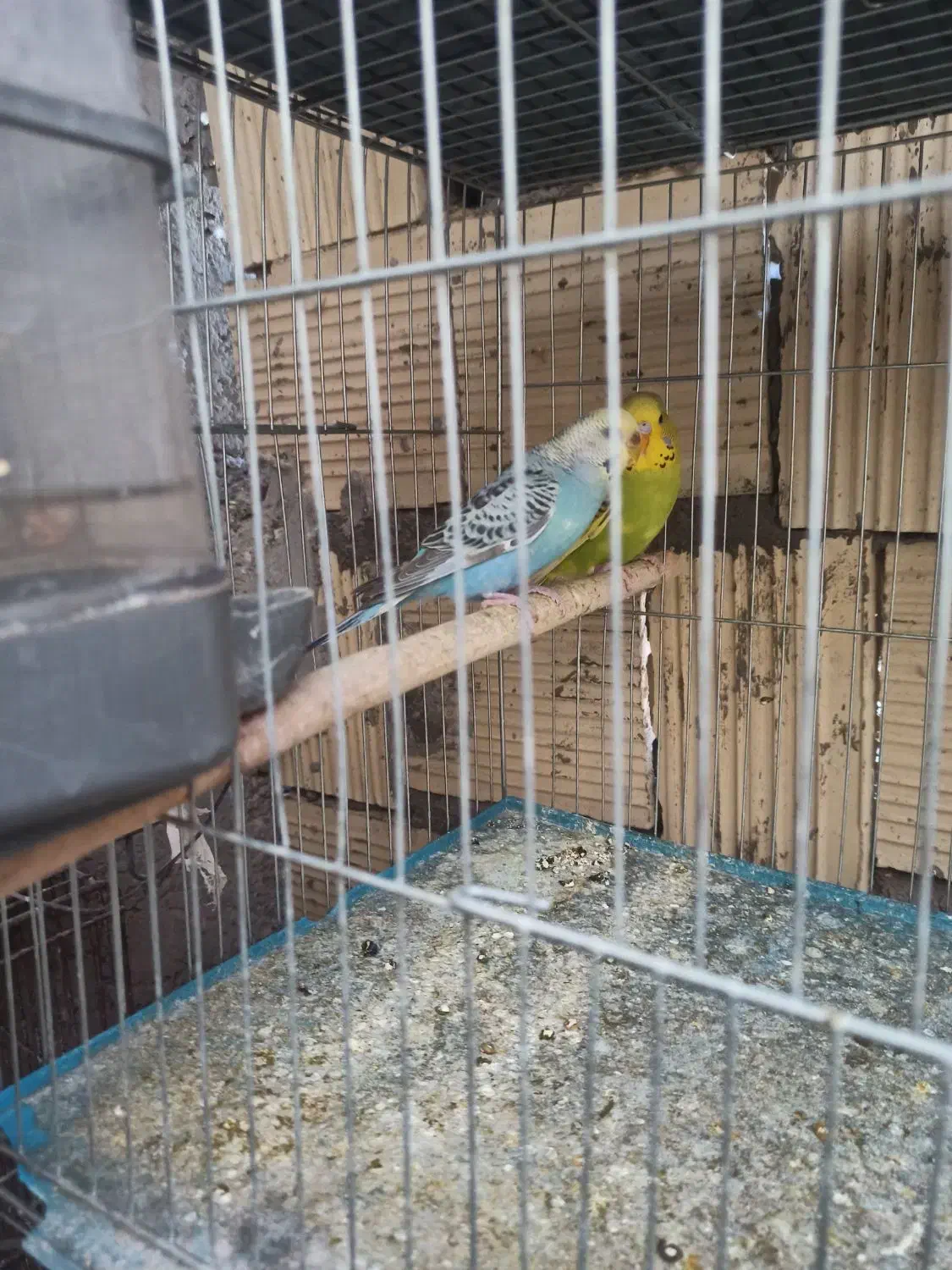 فروش مرغ عشق  پروانه ای و انگلیسی مولد روی تخم|پرنده|سیرجان, |دیوار